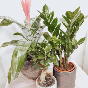 Achmea, Zamioculcas, Ginseng Mix