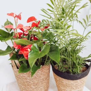 Anthurium, Chamadorea Mix