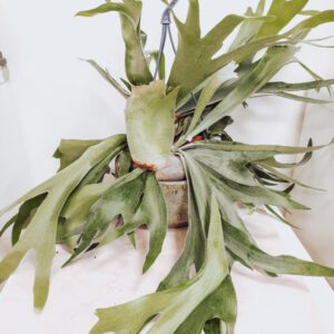 Platycerium