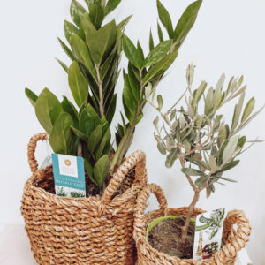 Zamioculcas in oljka